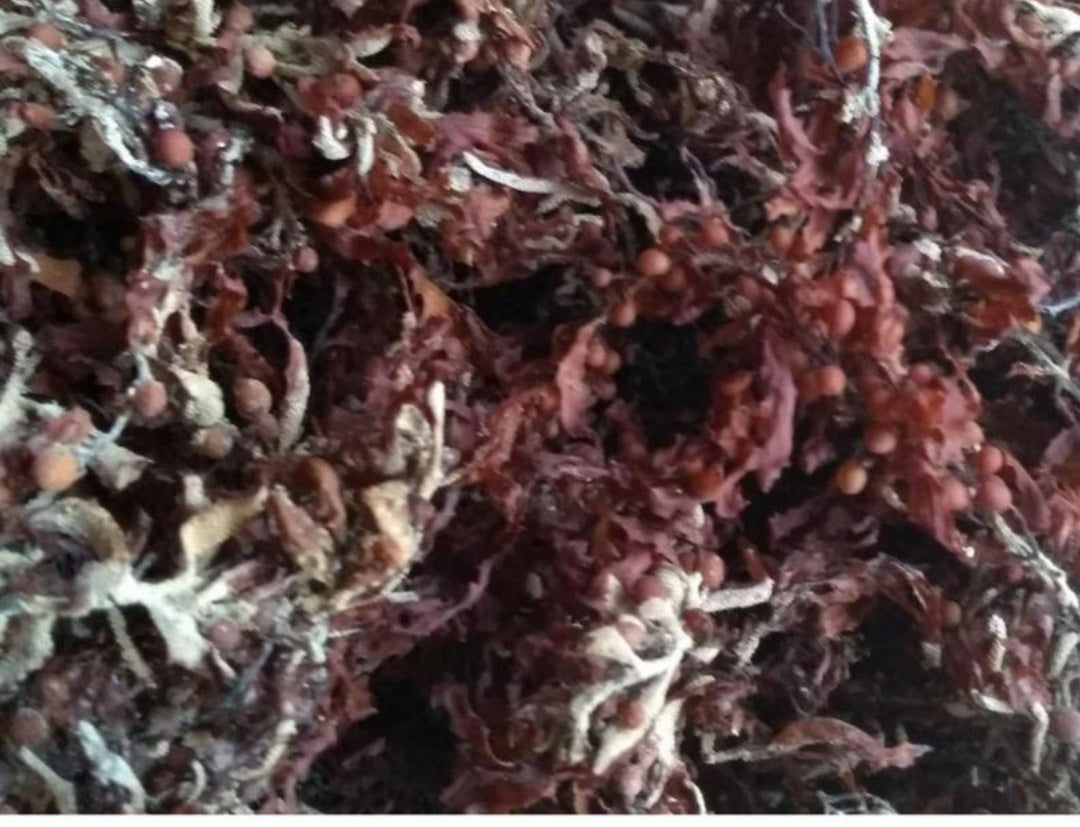 Premium Wild-Crafted  Jamaican Dried Bladderwrack