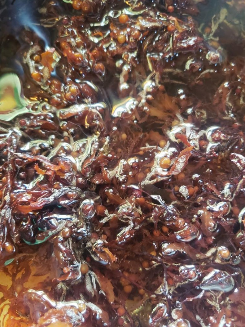 Premium Wild-Crafted  Jamaican Dried Bladderwrack