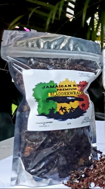 Premium Wild-Crafted  Jamaican Dried Bladderwrack